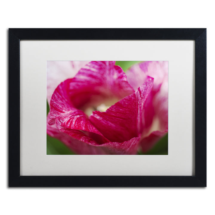 Kurt Shaffer Peppermint Tulip Black Wooden Framed Art 18 x 22 Inches Image 1