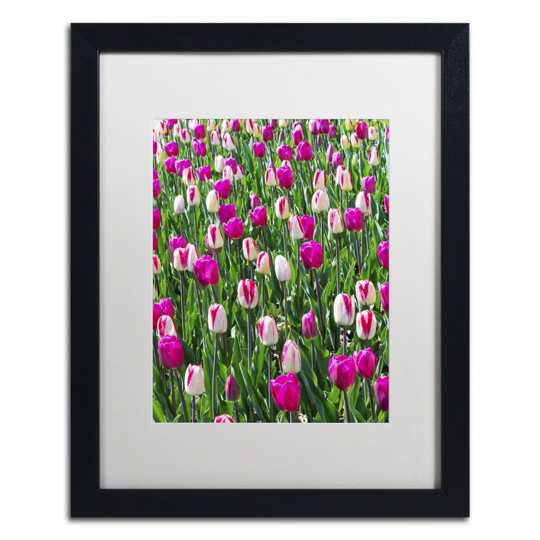 Kurt Shaffer Tulips Black Wooden Framed Art 18 x 22 Inches Image 1