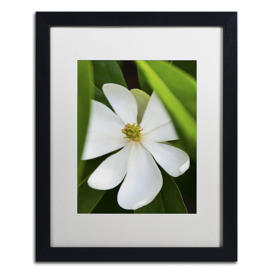 Kurt Shaffer White Magnolia Flower Black Wooden Framed Art 18 x 22 Inches Image 1