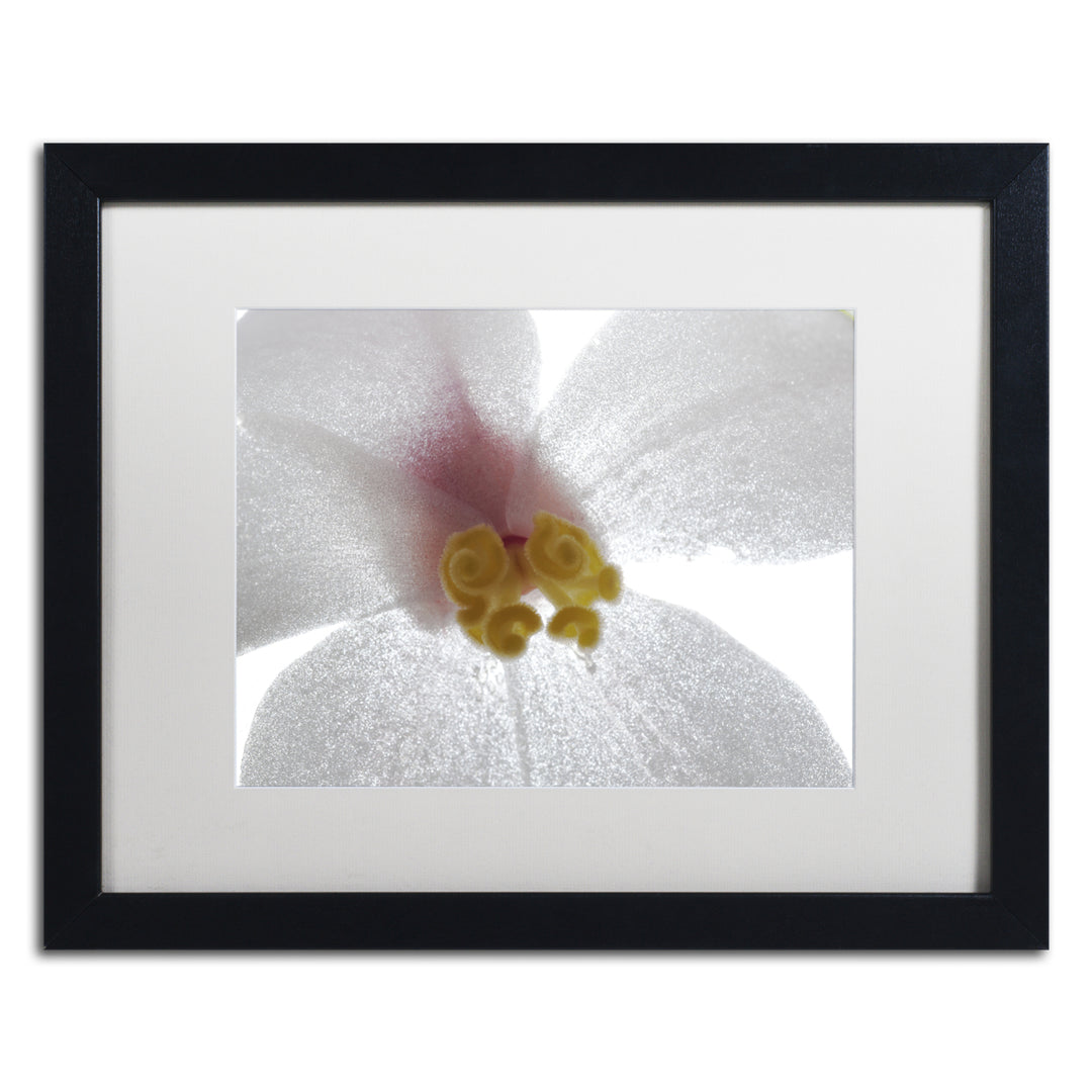 Kurt Shaffer Escargo Begonia Flower Black Wooden Framed Art 18 x 22 Inches Image 1