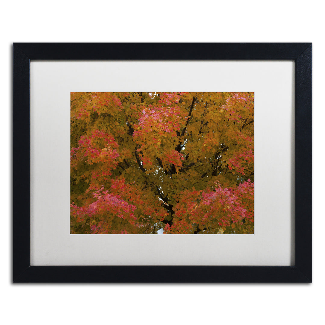 Kurt Shaffer Autum Maple Splendor Black Wooden Framed Art 18 x 22 Inches Image 1