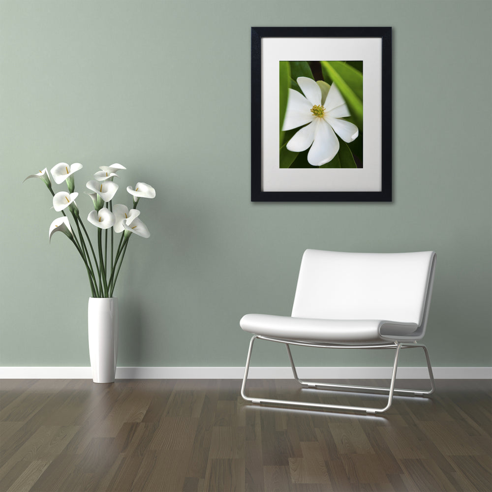 Kurt Shaffer White Magnolia Flower Black Wooden Framed Art 18 x 22 Inches Image 2