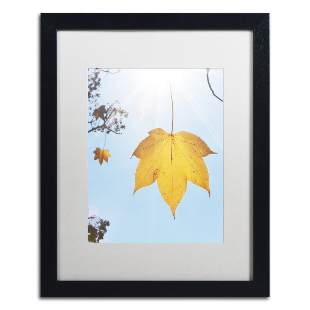 Kurt Shaffer Autumn Leaf in the Sun Black Wooden Framed Art 18 x 22 Inches Image 1