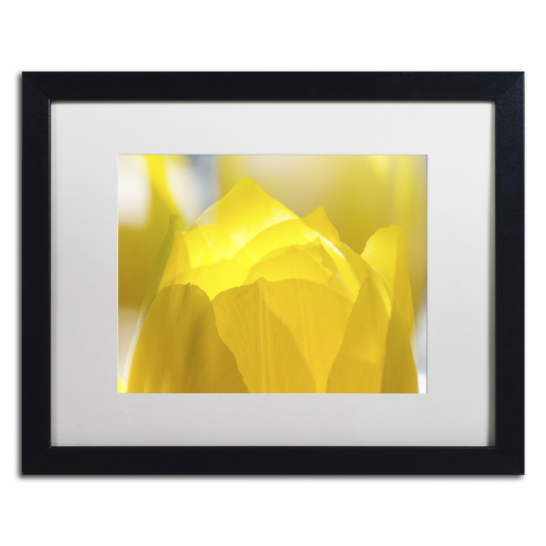 Kurt Shaffer Yellow Tulip Black Wooden Framed Art 18 x 22 Inches Image 1