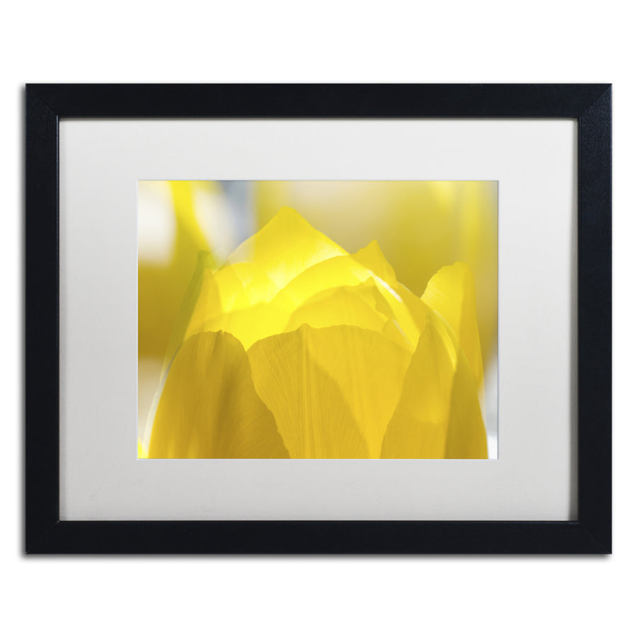 Kurt Shaffer Yellow Tulip Black Wooden Framed Art 18 x 22 Inches Image 1