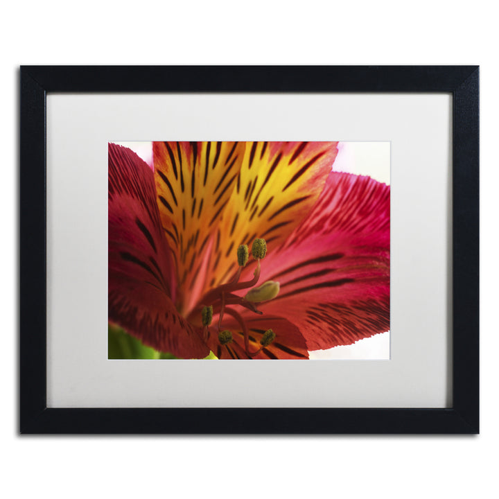 Kurt Shaffer Red Tiger Ostramerium Flower Black Wooden Framed Art 18 x 22 Inches Image 1