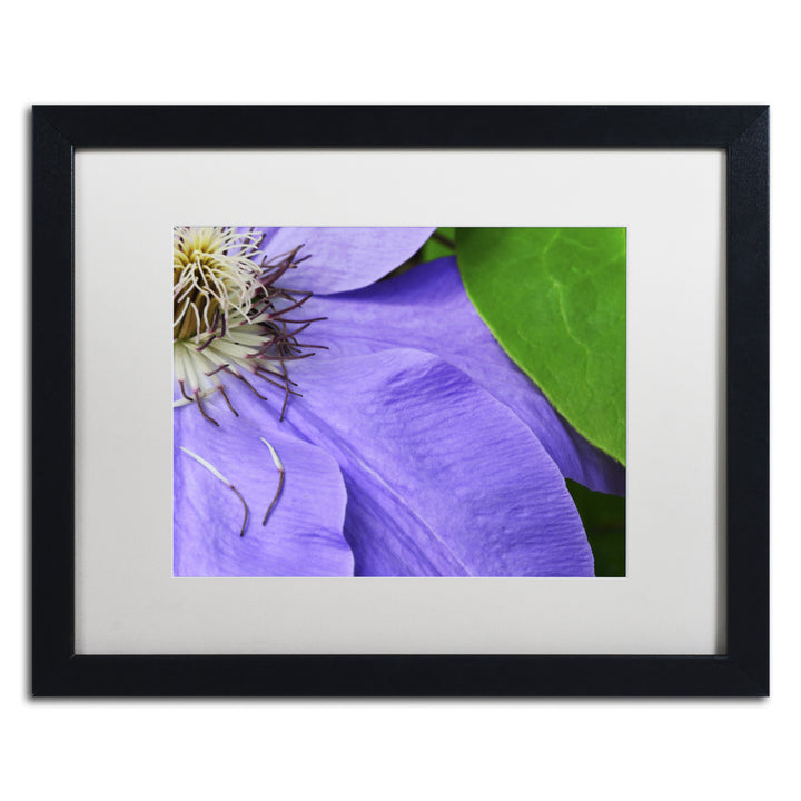 Kurt Shaffer Clematis Abstract Black Wooden Framed Art 18 x 22 Inches Image 1