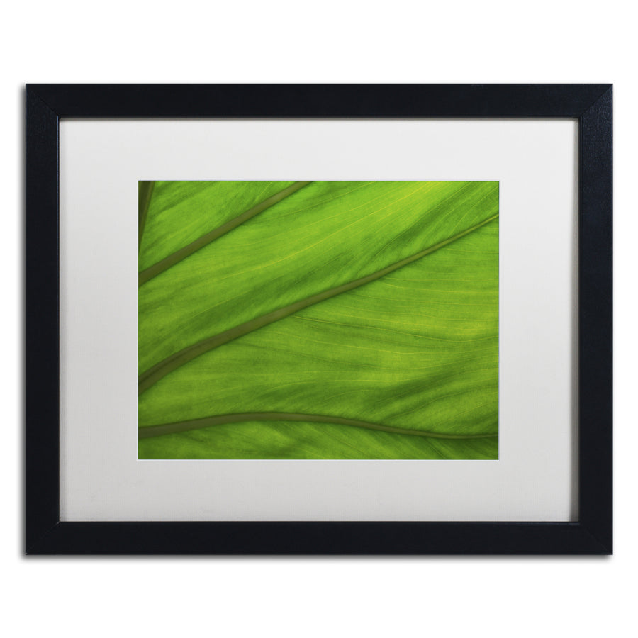 Kurt Shaffer Green Elephant Ear Abstract Black Wooden Framed Art 18 x 22 Inches Image 1