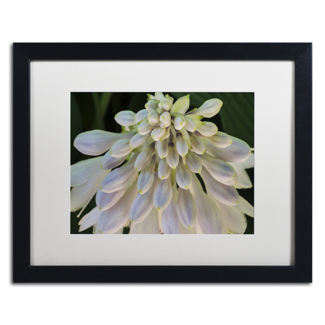 Kurt Shaffer Hosta Flower Abstract Black Wooden Framed Art 18 x 22 Inches Image 1