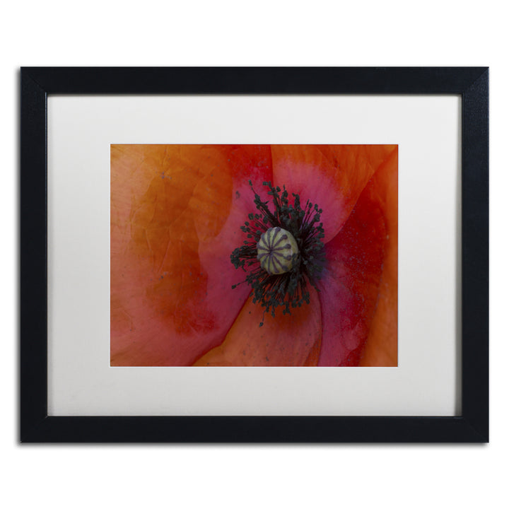 Kurt Shaffer Poppy Detail Black Wooden Framed Art 18 x 22 Inches Image 1