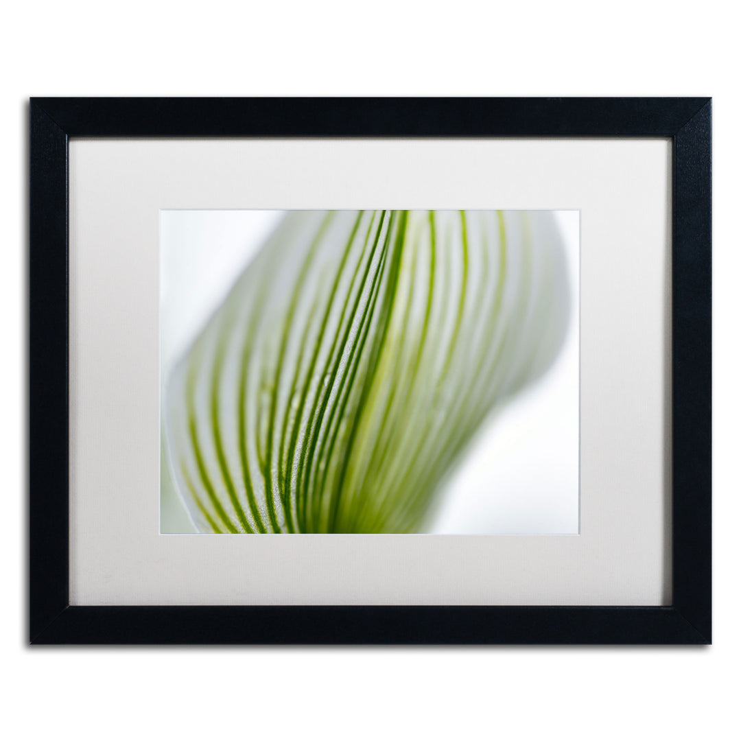 Kurt Shaffer Orchid Abstract Blurred Lines Black Wooden Framed Art 18 x 22 Inches Image 1