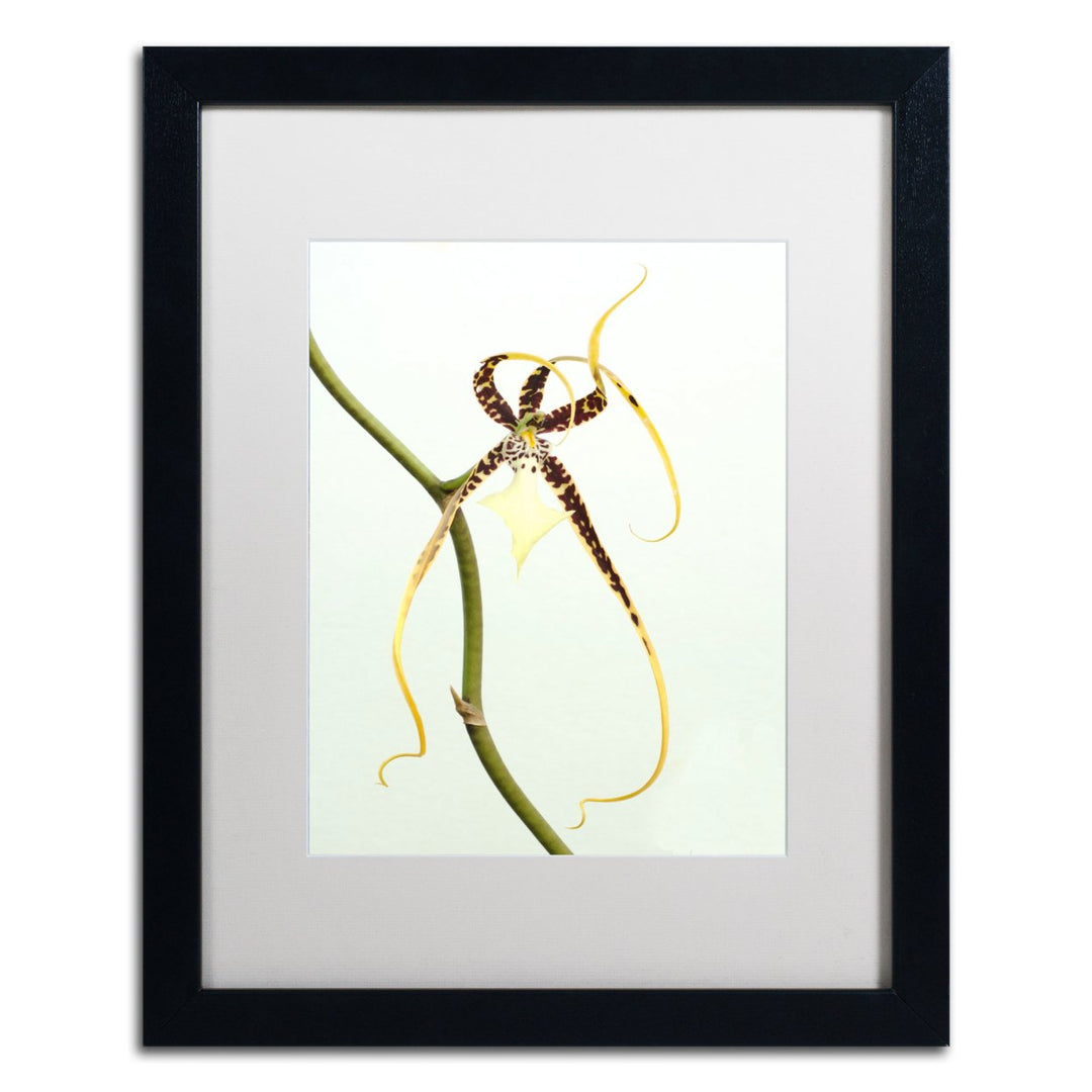 Kurt Shaffer Spider Orchid Black Wooden Framed Art 18 x 22 Inches Image 1