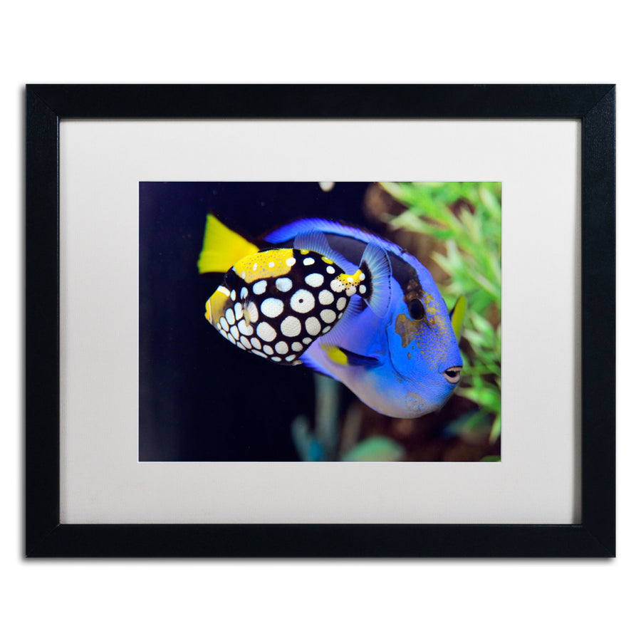 Kurt Shaffer Colorful Tropical Fish Black Wooden Framed Art 18 x 22 Inches Image 1