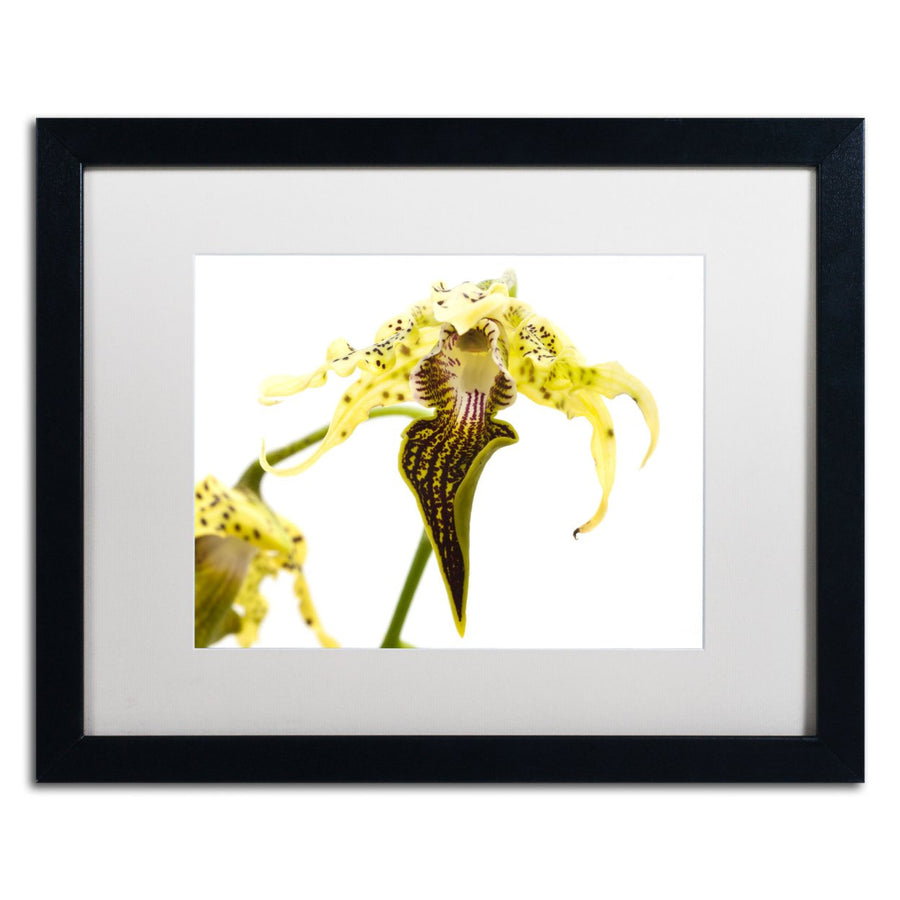 Kurt Shaffer Wild Looking Orchid Black Wooden Framed Art 18 x 22 Inches Image 1