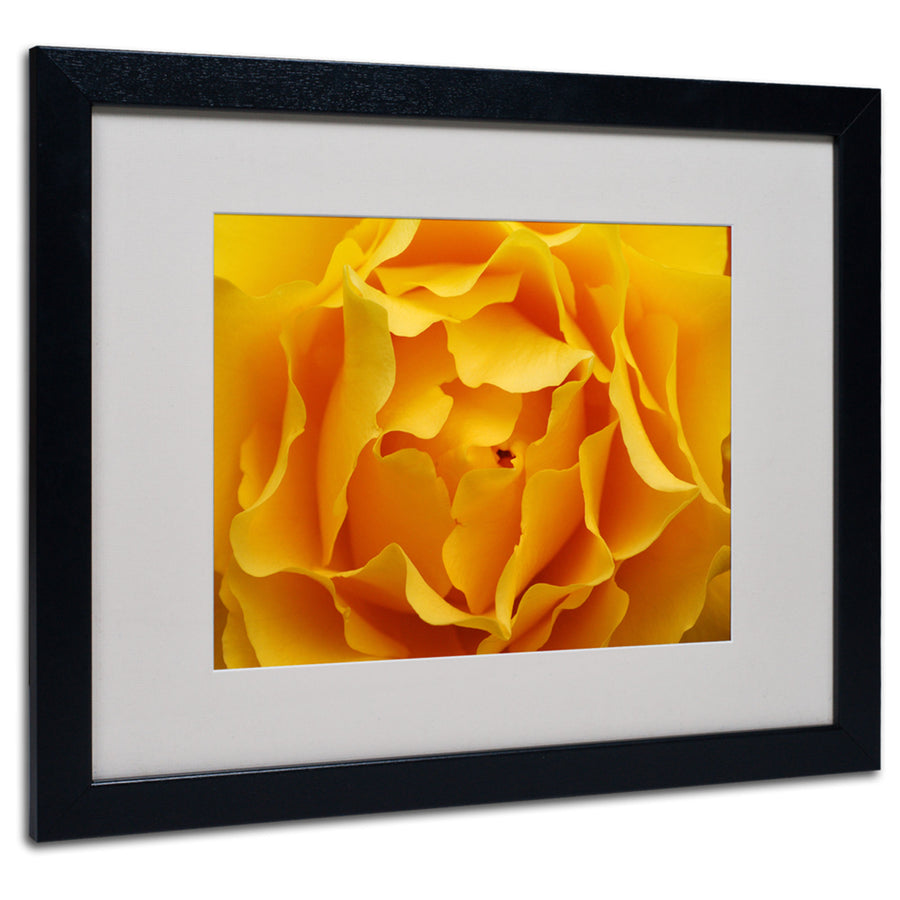 Kurt Shaffer Hypnotic Yellow Rose Black Wooden Framed Art 18 x 22 Inches Image 1