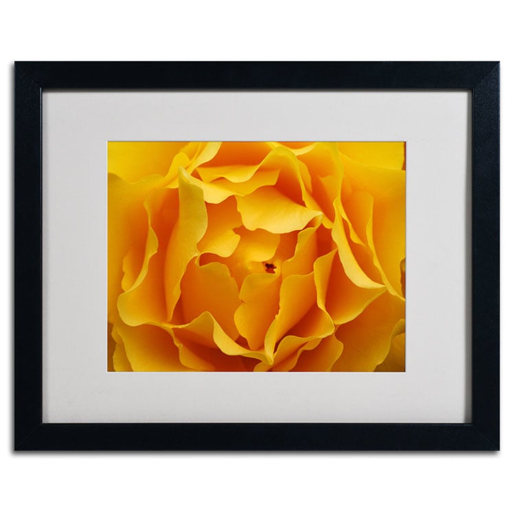 Kurt Shaffer Hypnotic Yellow Rose Black Wooden Framed Art 18 x 22 Inches Image 2