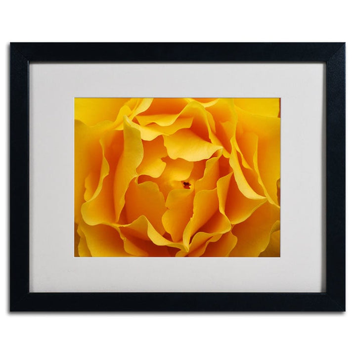 Kurt Shaffer Hypnotic Yellow Rose Black Wooden Framed Art 18 x 22 Inches Image 2