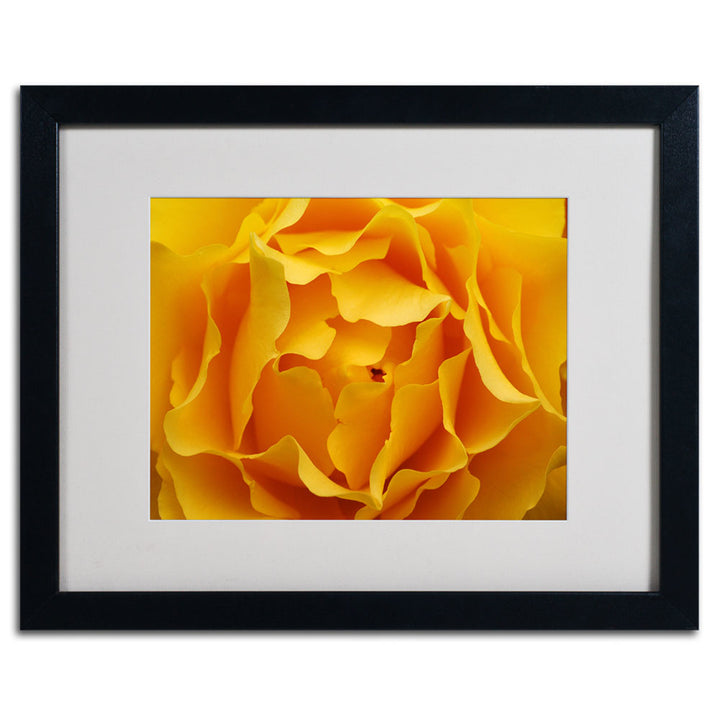 Kurt Shaffer Hypnotic Yellow Rose Black Wooden Framed Art 18 x 22 Inches Image 3