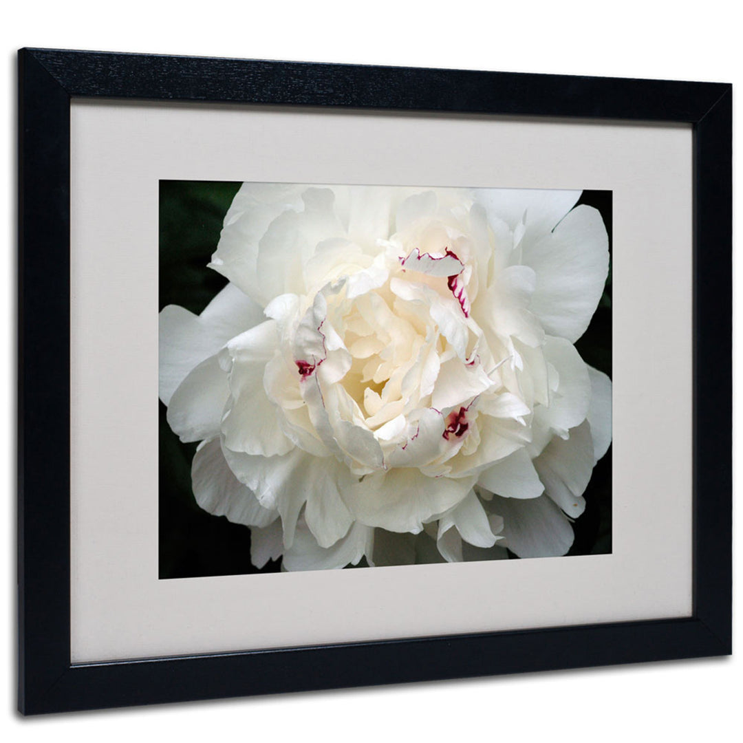 Kurt Shaffer Perfect Peony Black Wooden Framed Art 18 x 22 Inches Image 1