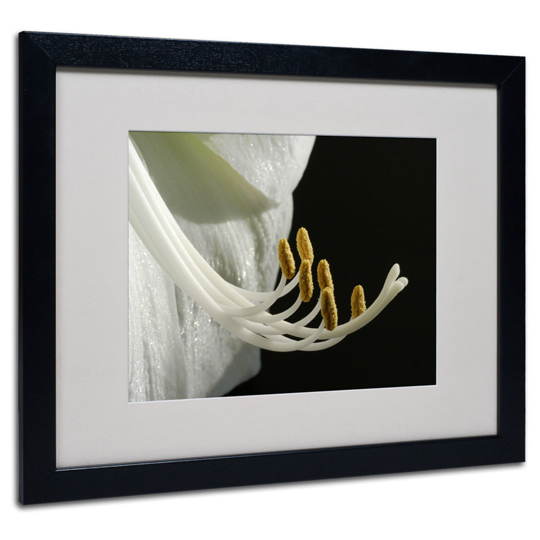 Kurt Shaffer Intimate Amaryllis Black Wooden Framed Art 18 x 22 Inches Image 1