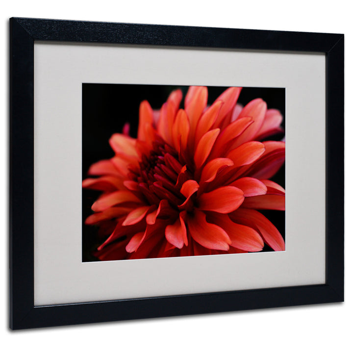 Kurt Shaffer Red Dahlia Black Wooden Framed Art 18 x 22 Inches Image 1