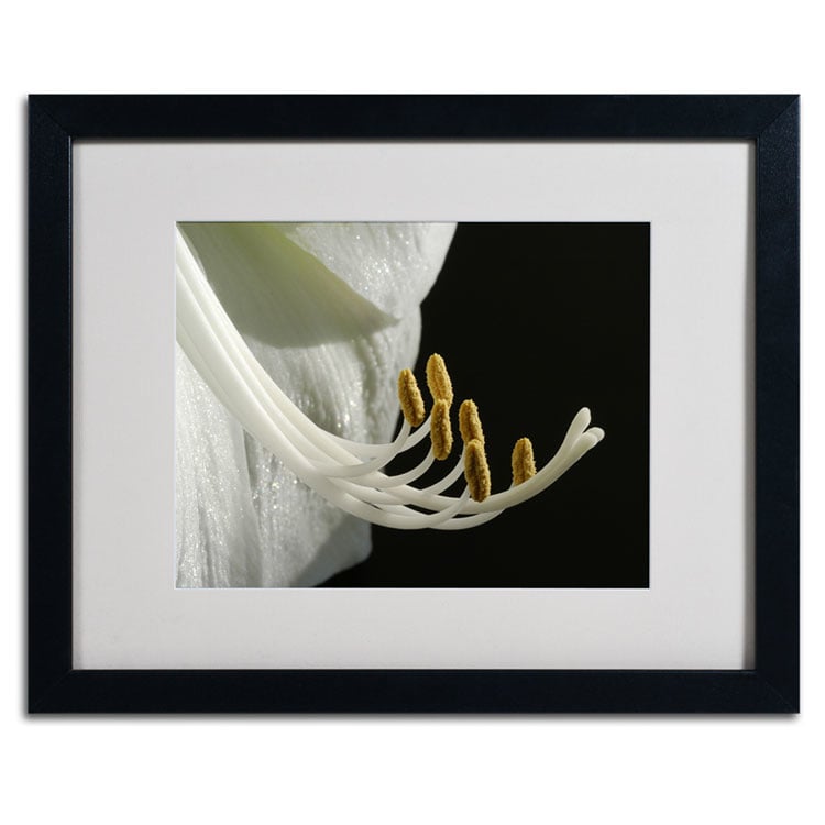 Kurt Shaffer Intimate Amaryllis Black Wooden Framed Art 18 x 22 Inches Image 2