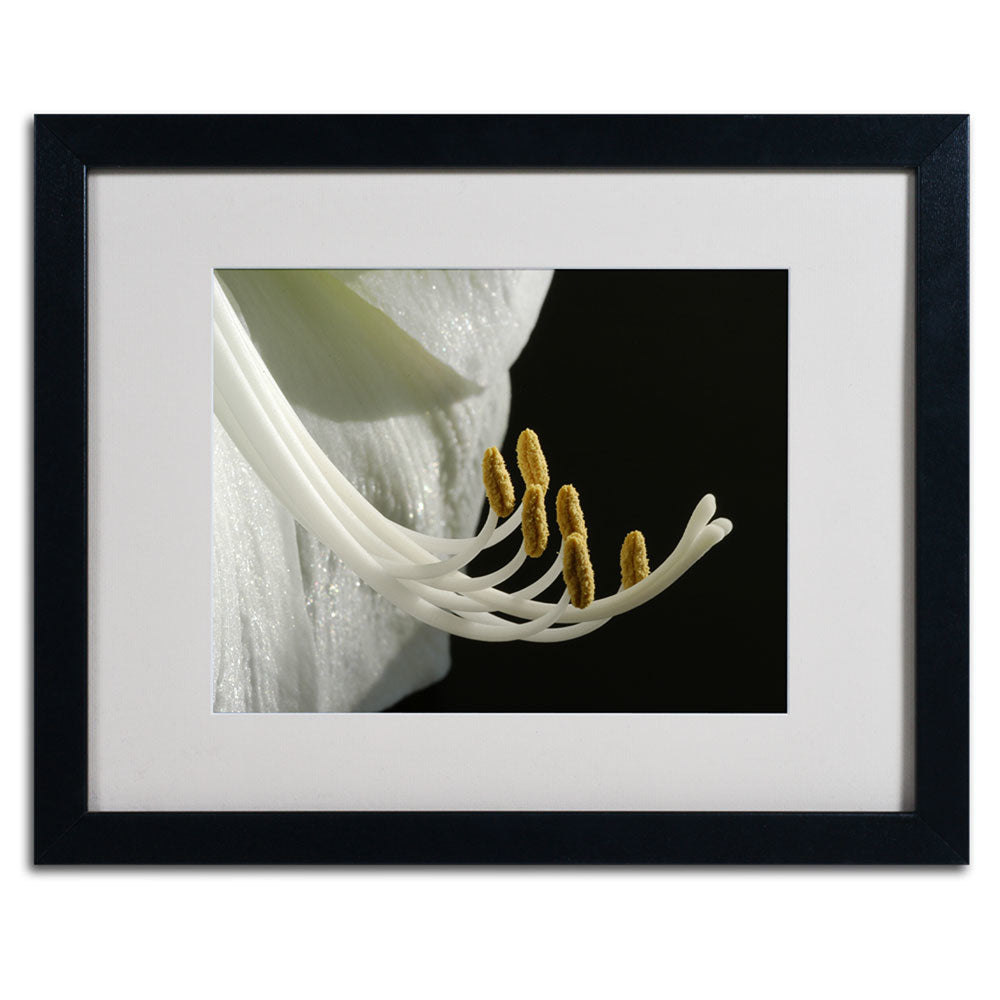 Kurt Shaffer Intimate Amaryllis Black Wooden Framed Art 18 x 22 Inches Image 3