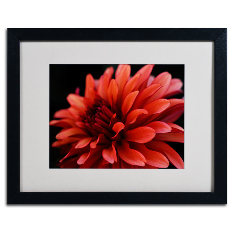 Kurt Shaffer Red Dahlia Black Wooden Framed Art 18 x 22 Inches Image 2