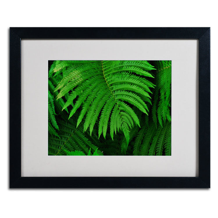 Kurt Shaffer Healing Ferns Black Wooden Framed Art 18 x 22 Inches Image 1