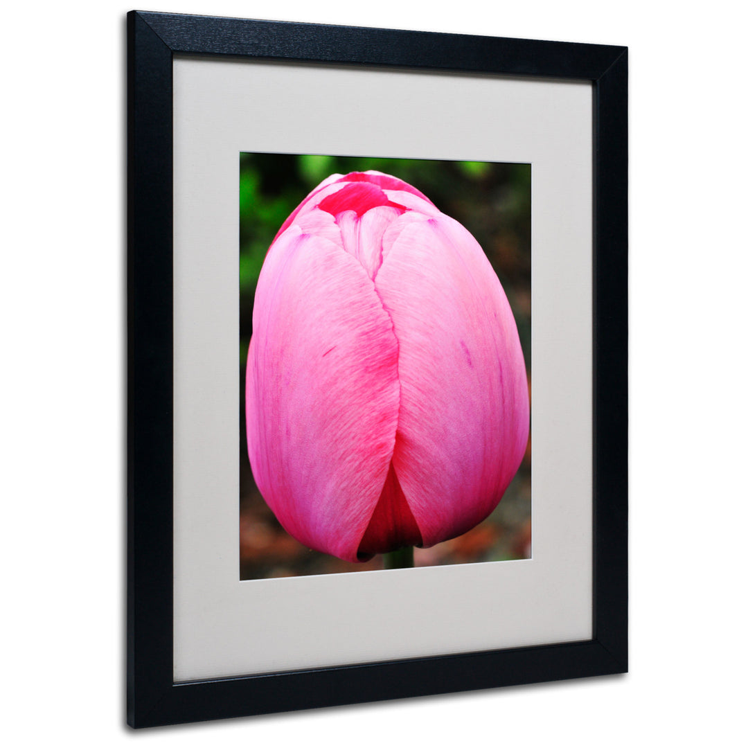 Kurt Shaffer Perfect Pink Tulip Black Wooden Framed Art 18 x 22 Inches Image 1