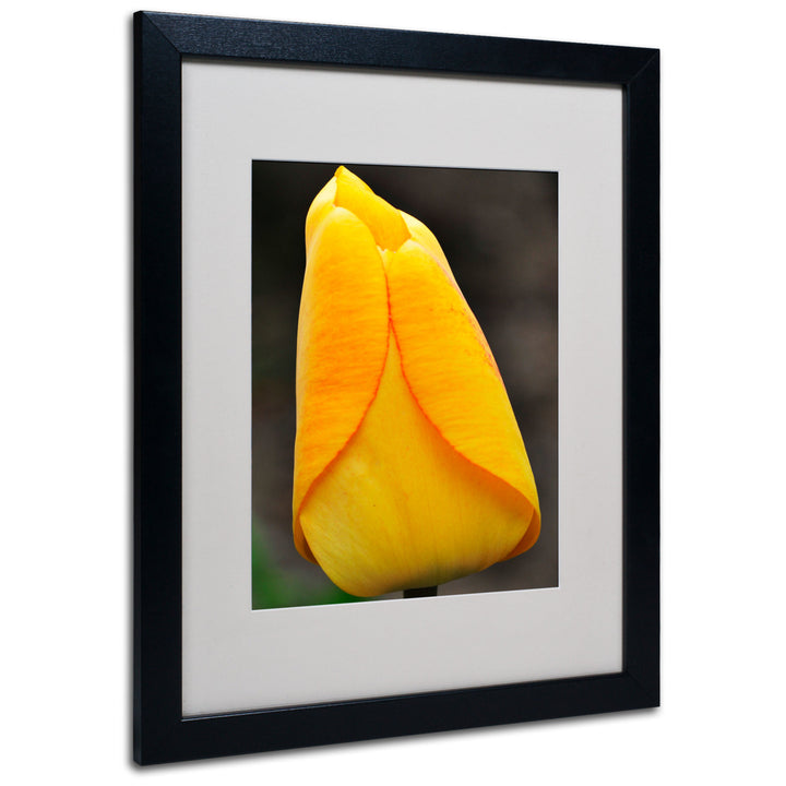 Kurt Shaffer Perfect Yellow Tulip Black Wooden Framed Art 18 x 22 Inches Image 1