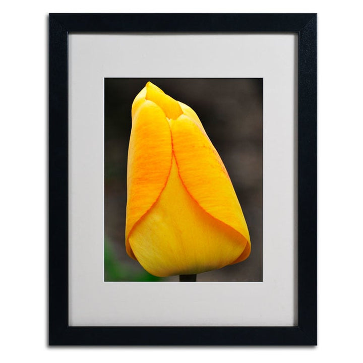 Kurt Shaffer Perfect Yellow Tulip Black Wooden Framed Art 18 x 22 Inches Image 2