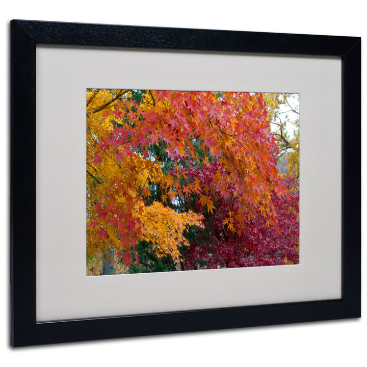 Kurt Shaffer Autumn Explosion Black Wooden Framed Art 18 x 22 Inches Image 1