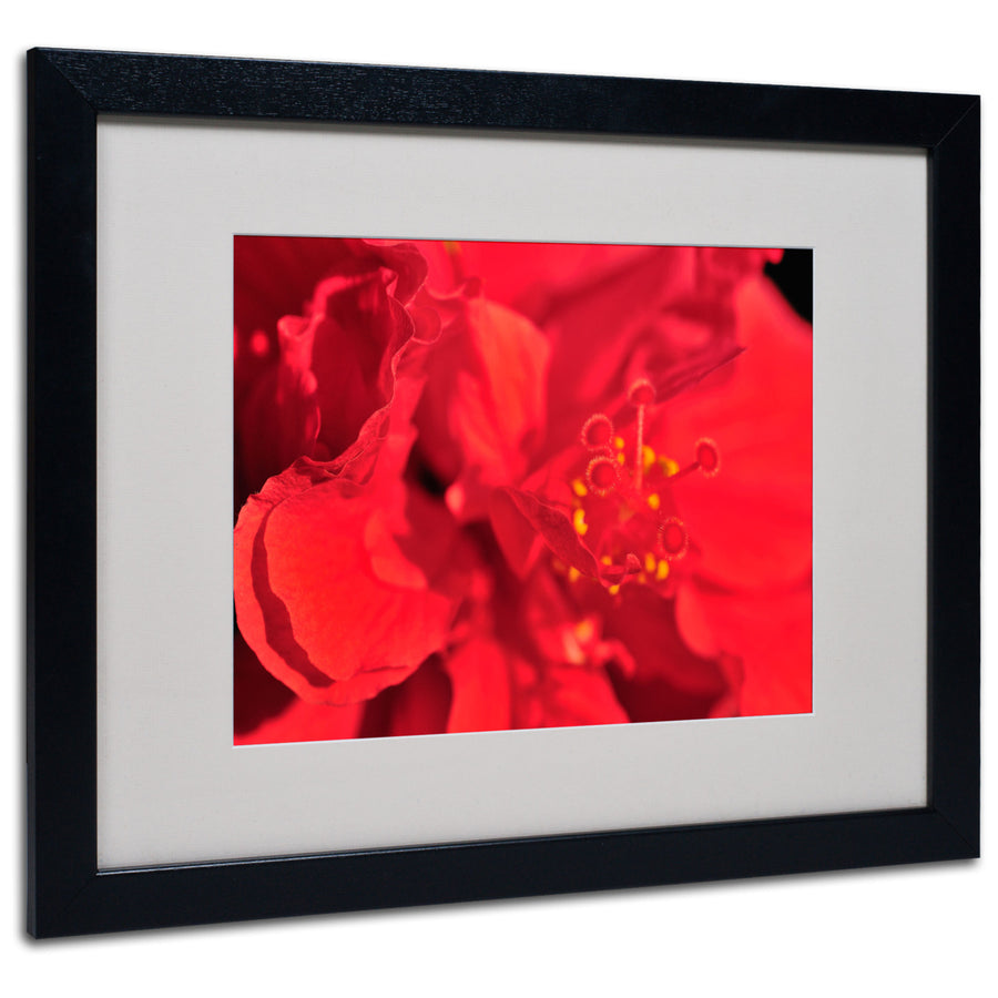 Kurt Shaffer Red Red Hibiscus Black Wooden Framed Art 18 x 22 Inches Image 1