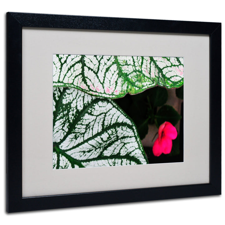 Kurt Shaffer Caladium Abstract Black Wooden Framed Art 18 x 22 Inches Image 1