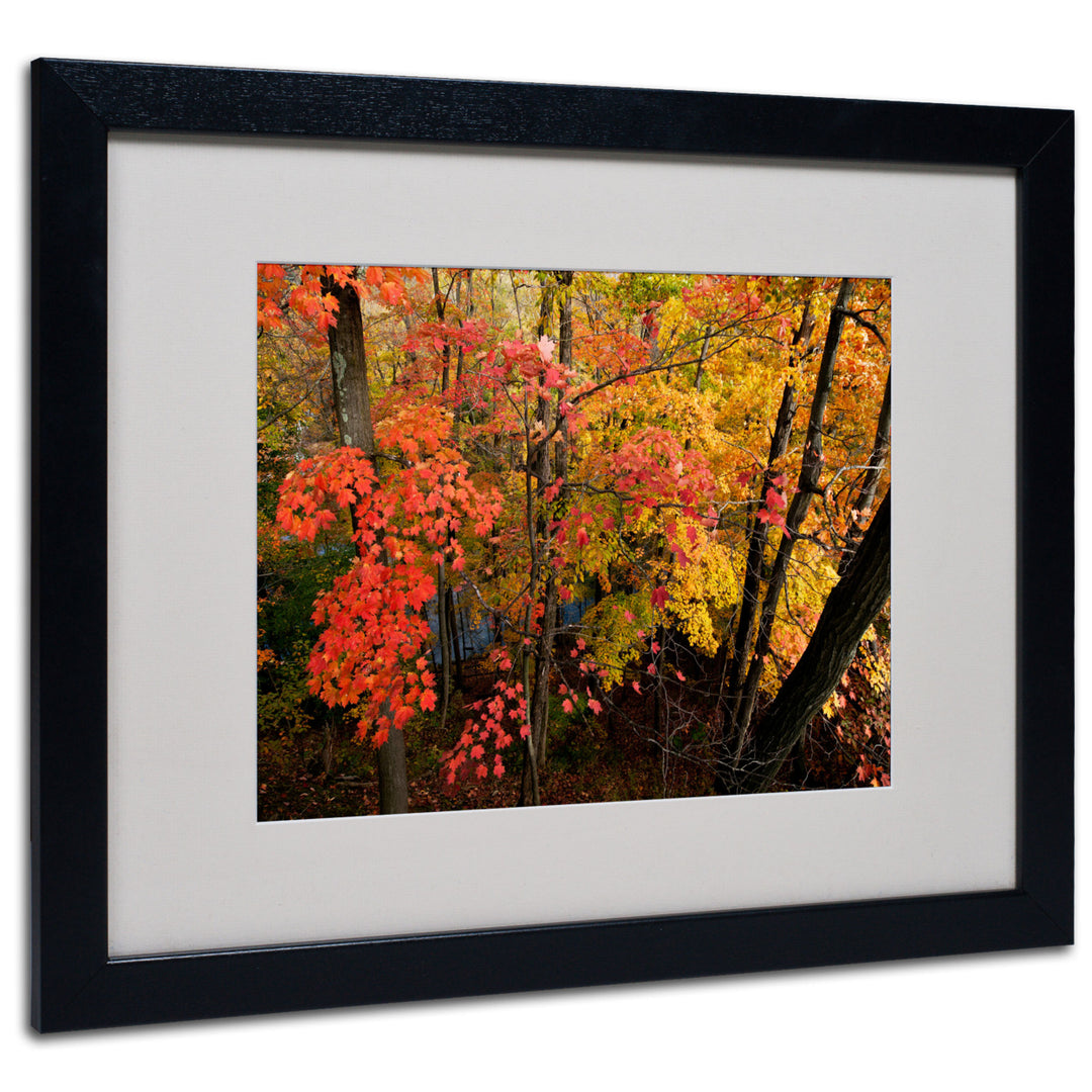 Kurt Shaffer Brilliant Autumn Forest Black Wooden Framed Art 18 x 22 Inches Image 1