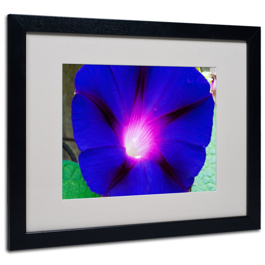 Kurt Shaffer Deep Blue Morning Glory Black Wooden Framed Art 18 x 22 Inches Image 1