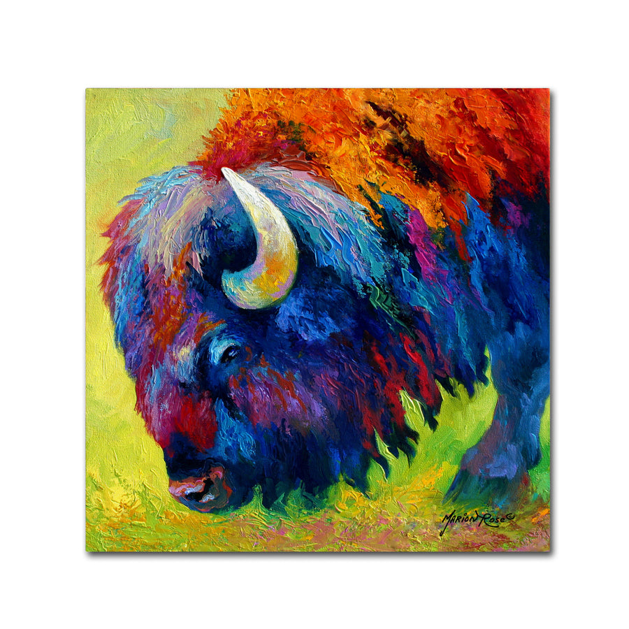 Marion Rose Bison Portrait II Ready to Hang Canvas Art 14 x 14 Inches Made in USA Image 1