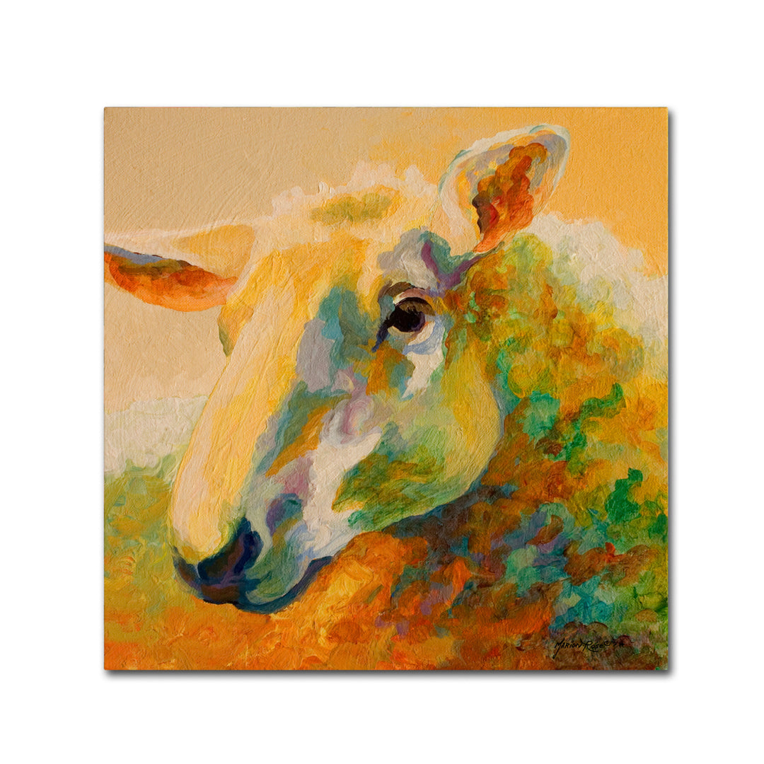 Marion Rose Ewe Study III Ready to Hang Canvas Art 14 x 14 Inches Made in USA Image 1