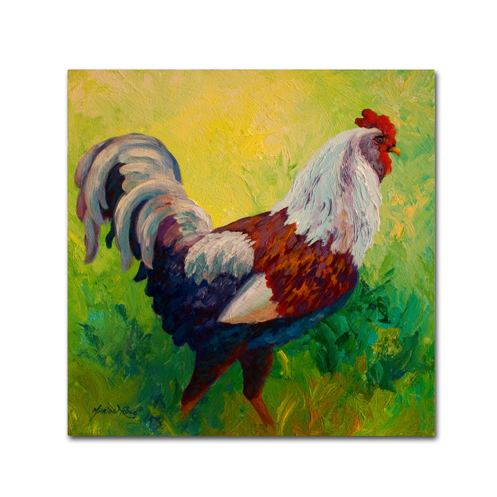 Marion Rose Full Of Himself Rooster Ready to Hang Canvas Art 14 x 14 Inches Made in USA Image 1