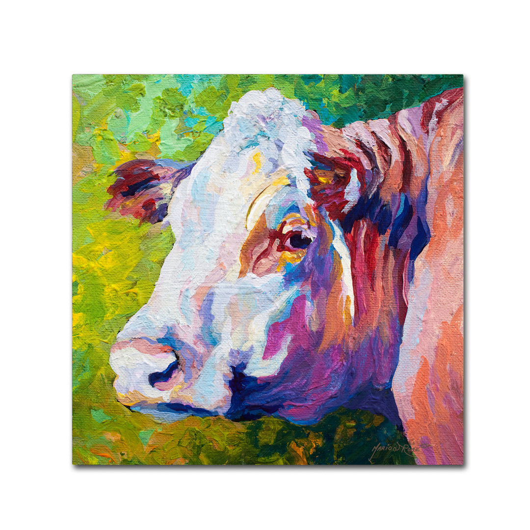 Marion Rose White Face Cow Ready to Hang Canvas Art 14 x 14 Inches Made in USA Image 1