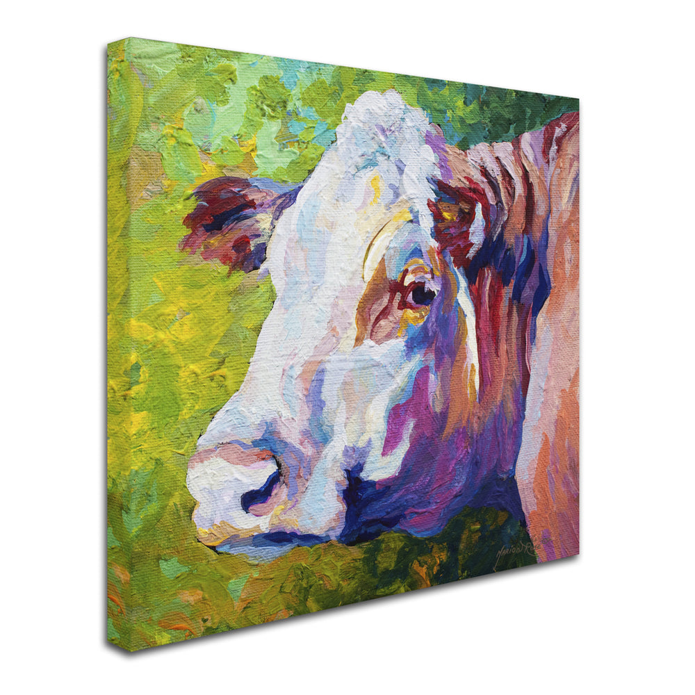 Marion Rose White Face Cow Ready to Hang Canvas Art 14 x 14 Inches Made in USA Image 2