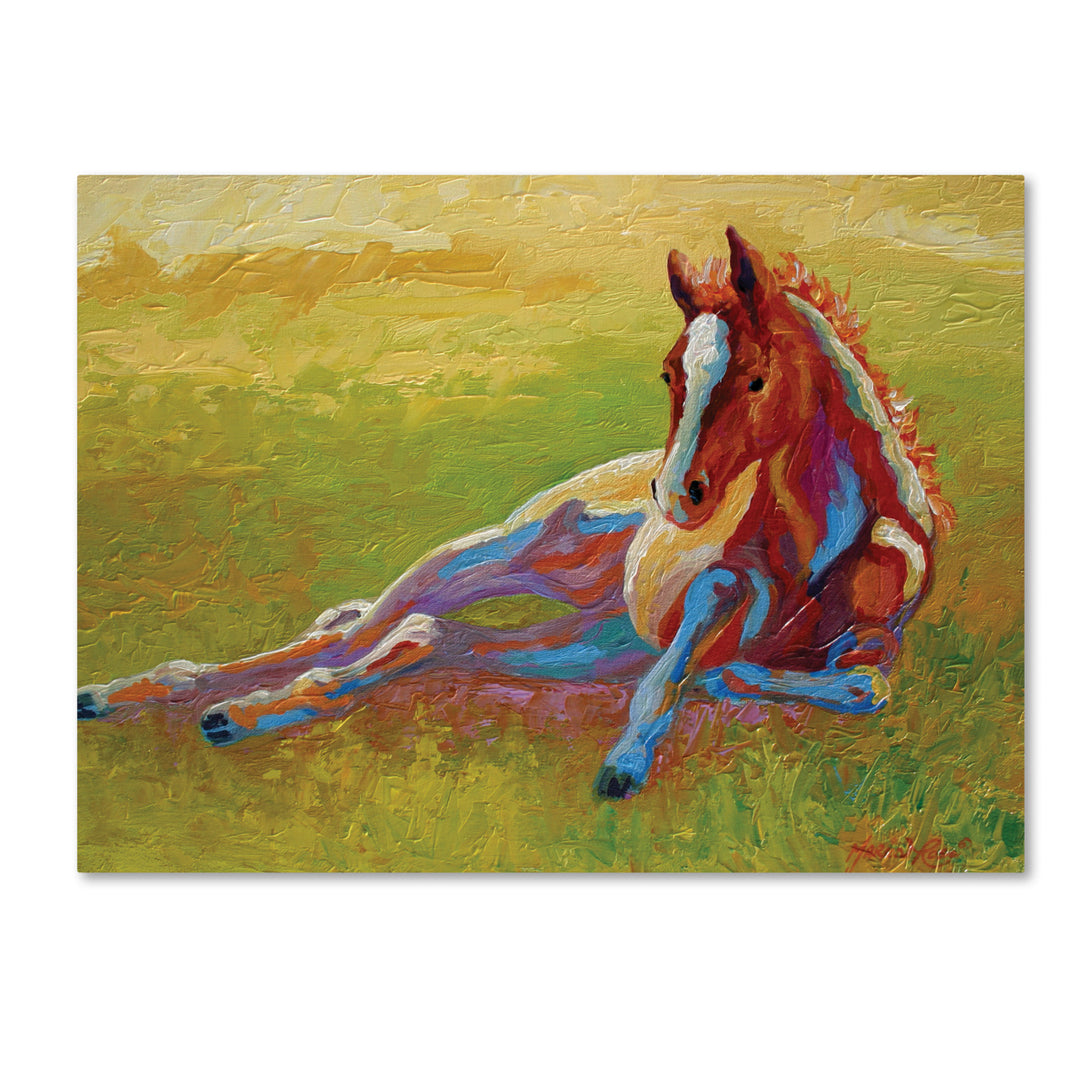 Marion Rose Foal Lying Ready to Hang Canvas Art 14 x 19 Inches Made in USA Image 1