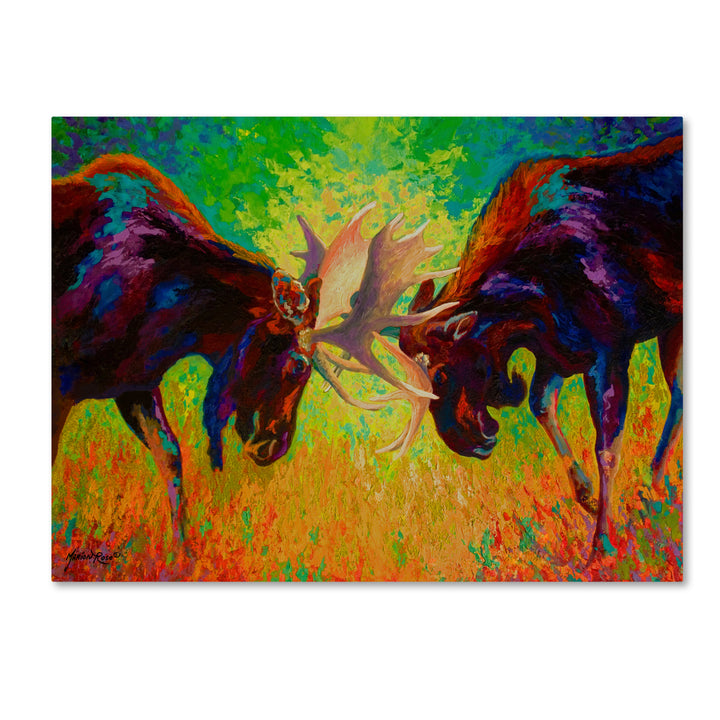 Marion Rose Just Sparring Moose Ready to Hang Canvas Art 14 x 19 Inches Made in USA Image 1