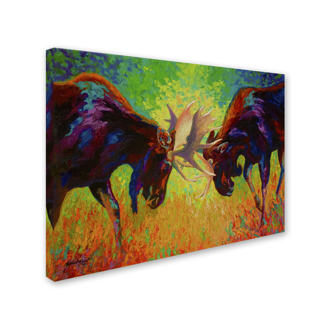 Marion Rose Just Sparring Moose Ready to Hang Canvas Art 14 x 19 Inches Made in USA Image 2