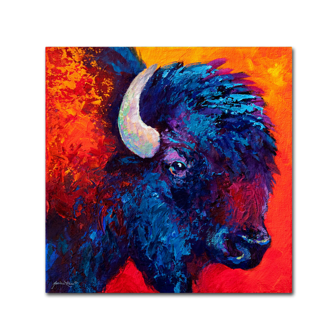 Marion Rose Bison Head II Ready to Hang Canvas Art 18 x 18 Inches Made in USA Image 1