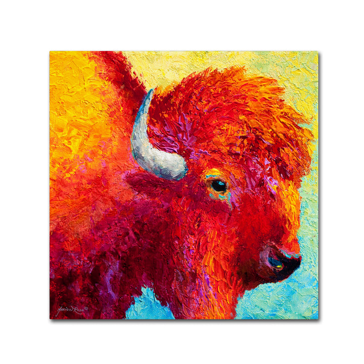 Marion Rose Bison Head IV Ready to Hang Canvas Art 18 x 18 Inches Made in USA Image 1
