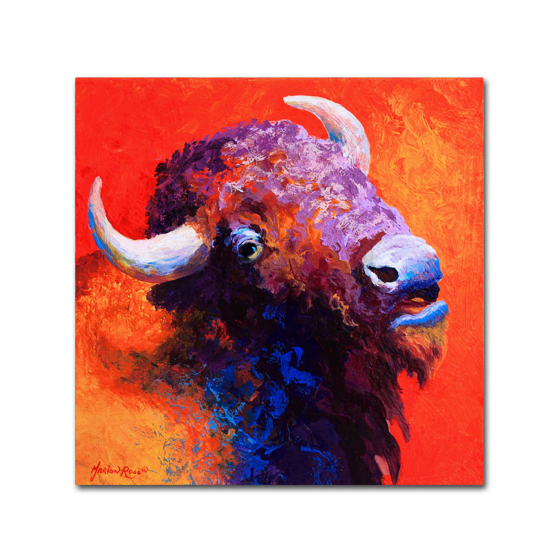 Marion Rose Bison Attitude Ready to Hang Canvas Art 24 x 24 Inches Made in USA Image 1