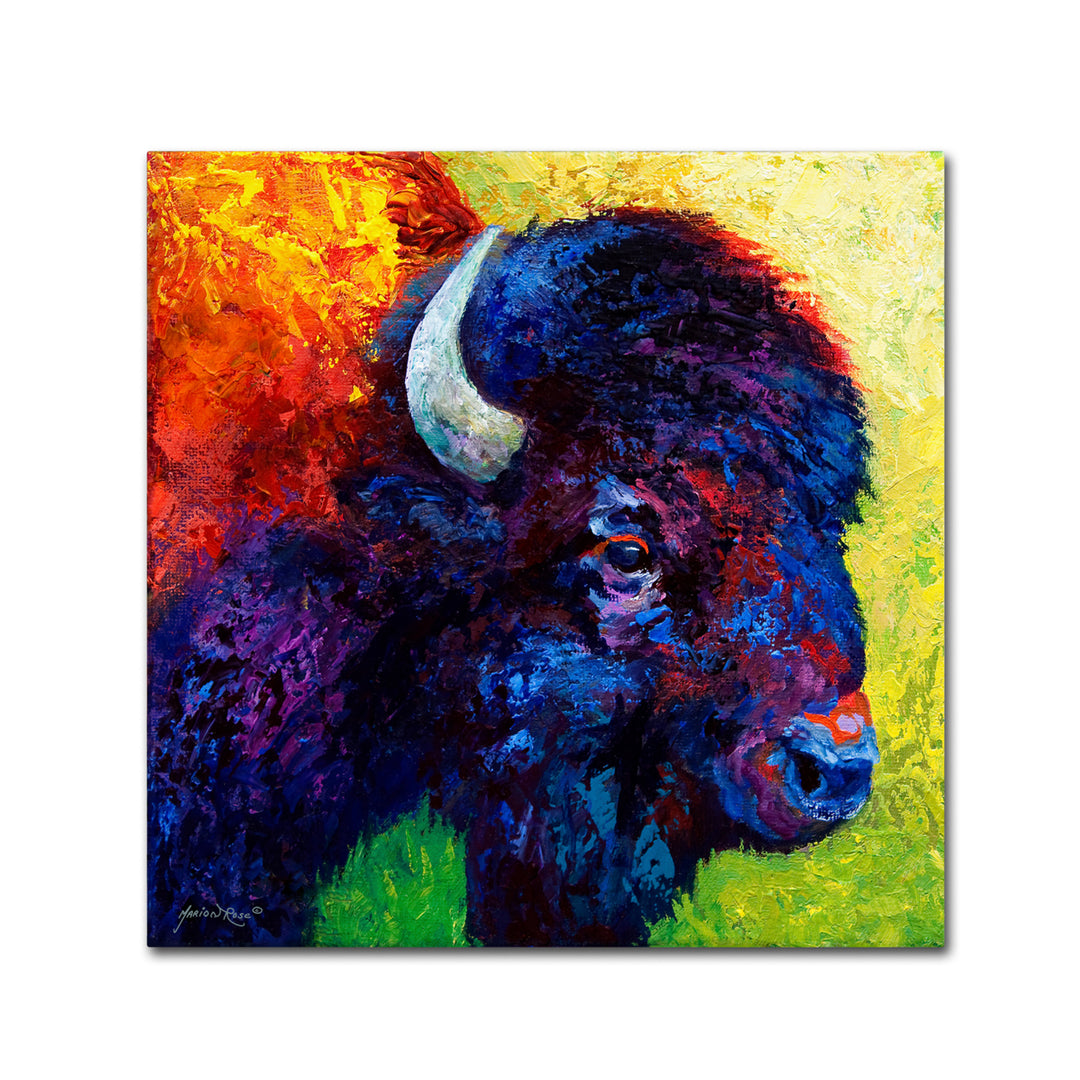 Marion Rose Bison Head III Ready to Hang Canvas Art 24 x 24 Inches Made in USA Image 1