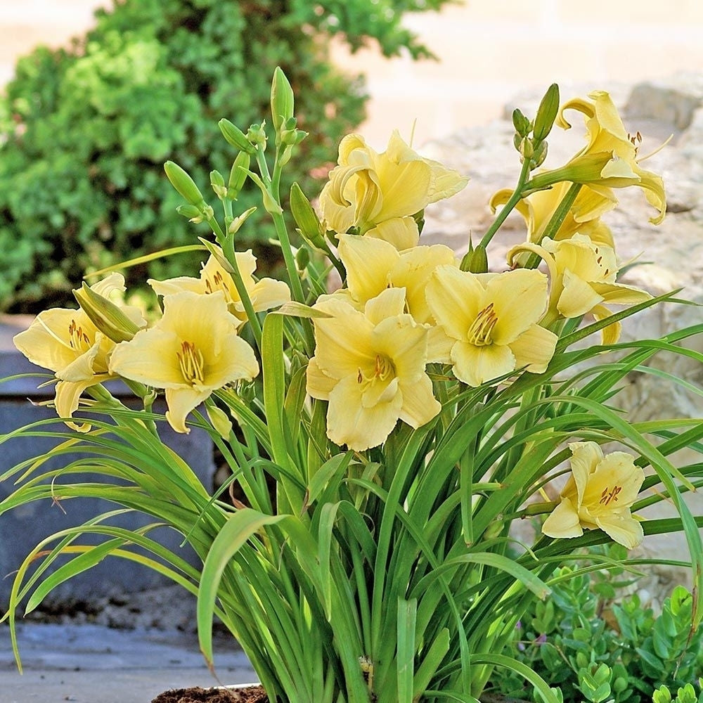 Stella DOro Day Lily Bulbs 6 or 12 Count Golden Yellow Perennial Flowers Image 1